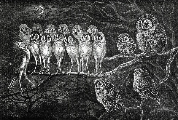 Judge and Jury Owls, by Louis Wain