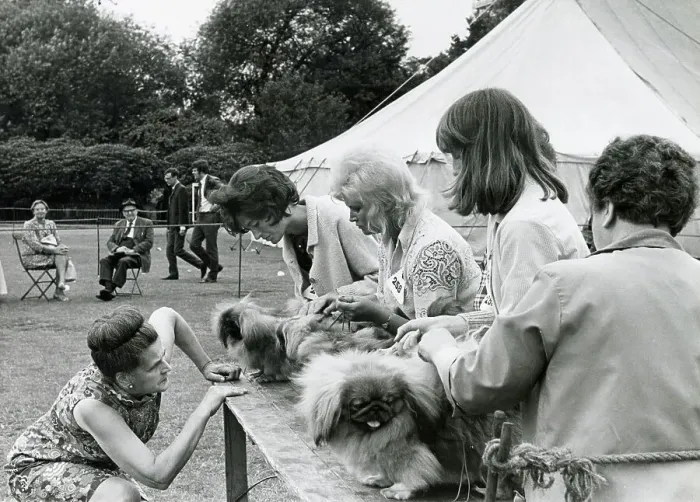 Framed Print : Judging in progress at a dog show at Platt Fields Park, Manchester. Date: 1970