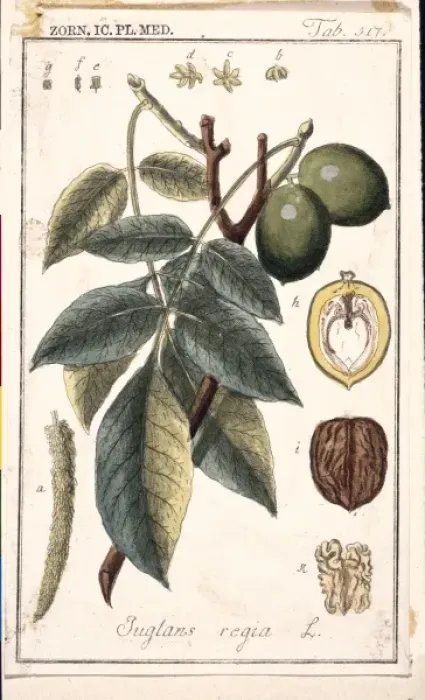 Framed Print : Juglands regia, English walnut Framed Print : Juglands regia, English walnut