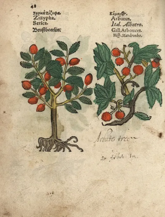 Framed Print : Jujube, Ziziphus zizyphus, and strawberry Framed Print : Jujube, Ziziphus zizyphus, and strawberry