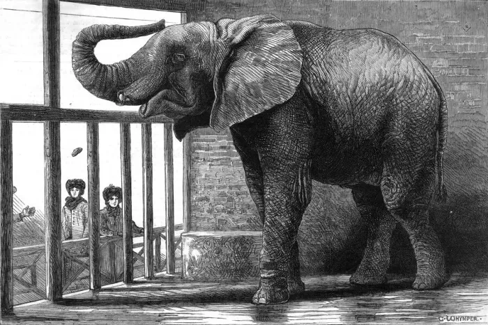 Framed Print : Jumbo the elephant Framed Print : Jumbo the elephant