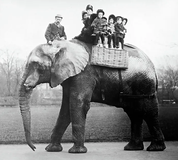 Framed Print : Jumbo the elephant Framed Print : Jumbo the elephant