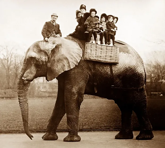 Framed Print : Jumbo the elephant Framed Print : Jumbo the elephant