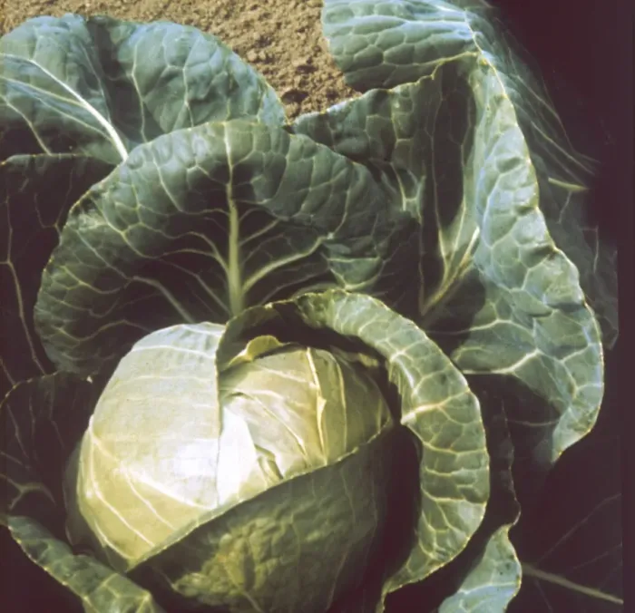 Framed Print : JUNE STAR CABBAGE Framed Print : JUNE STAR CABBAGE