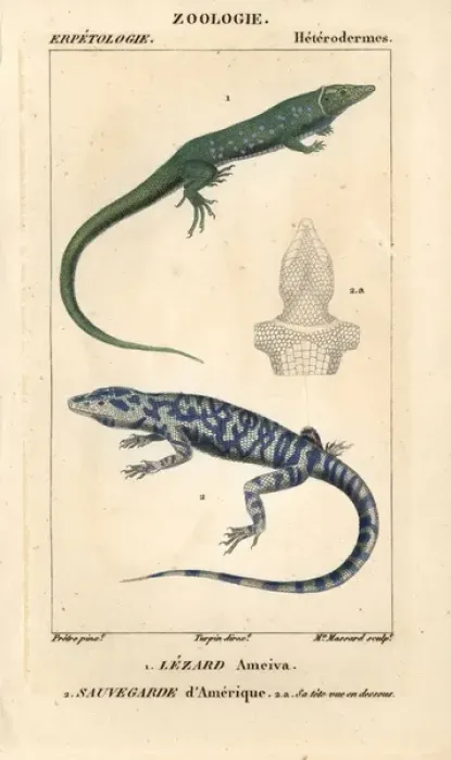 Framed Print : Jungle-runner, Ameiva ameiva, and tegu, Tupinambis teguixin Framed Print : Jungle-runner, Ameiva ameiva, and tegu, Tupinambis teguixin