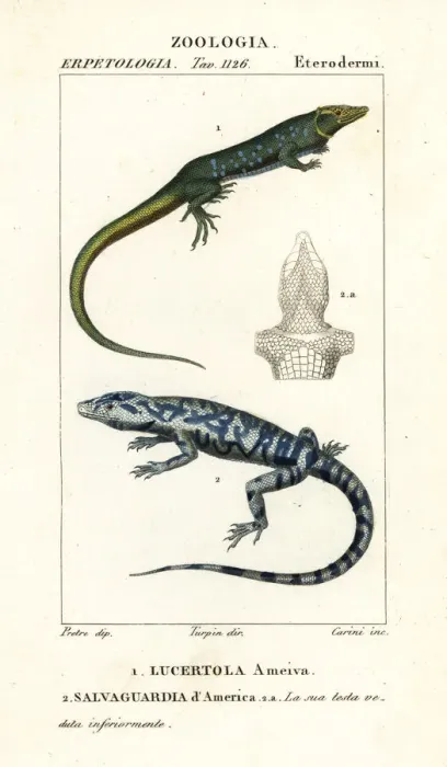 Framed Print : Jungle runner and golden tegu Framed Print : Jungle runner and golden tegu