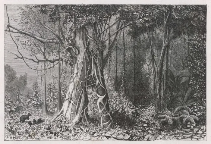 Framed Print : Jungle Scene, New Guinea
