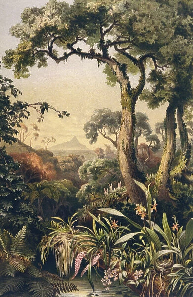 Jungle, Sri Lanka. Parasitic plants in the Sri Lanka jungle Date: 1913