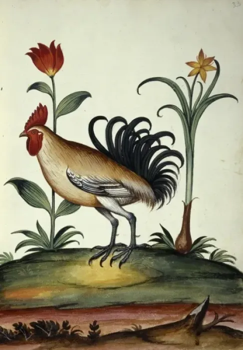 Framed Print : Junglefowl Framed Print : Junglefowl