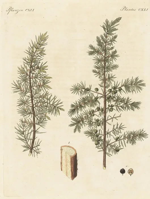 Framed Print : Juniper tree, Juniperus communis Framed Print : Juniper tree, Juniperus communis