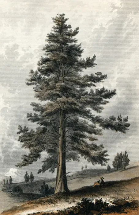 Framed Print : Juniperus Occidentalis Framed Print : Juniperus Occidentalis