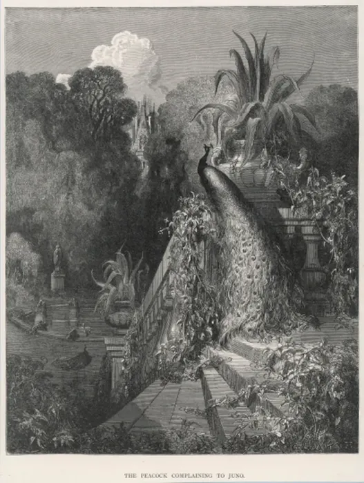 Framed Print : Juno & the Peacock Framed Print : Juno & the Peacock
