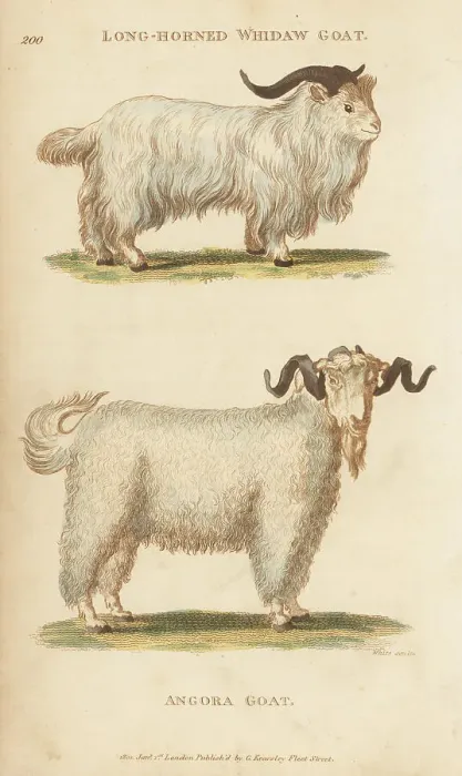 Framed Print : Jusas goat and angora goat Framed Print : Jusas goat and angora goat