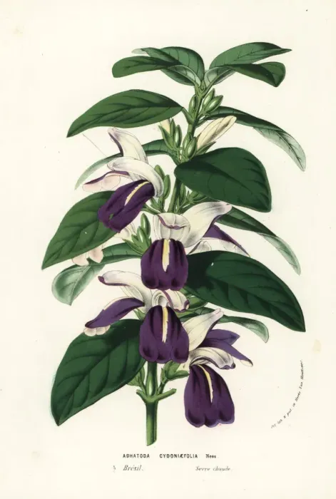 Framed Print : Justicia cydoniifolia Framed Print : Justicia cydoniifolia