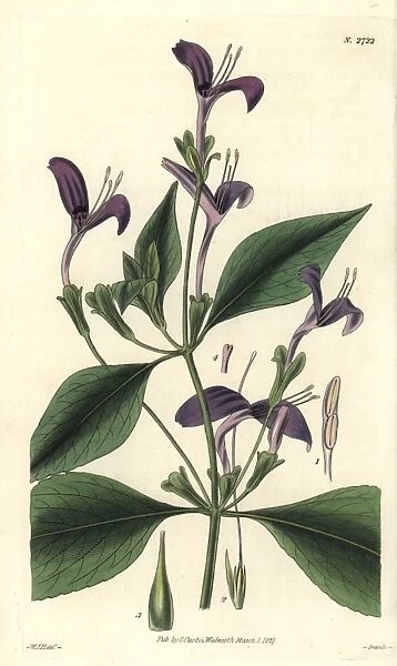 Justicia speciosa, purple-flowered east-indian