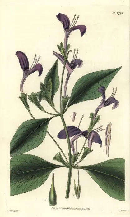Framed Print : Justicia speciosa, purple-flowered east-indian Framed Print : Justicia speciosa, purple-flowered east-indian