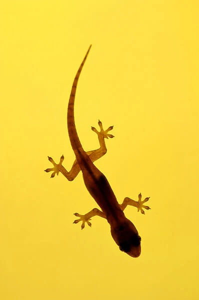 A juvenile Common (Spiny-tailed) House Gecko hunts