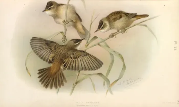 Framed Print : Juvenile Sedge Warbler Framed Print : Juvenile Sedge Warbler