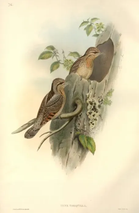 Framed Print : Jynx torquilla, northern wryneck Framed Print : Jynx torquilla, northern wryneck