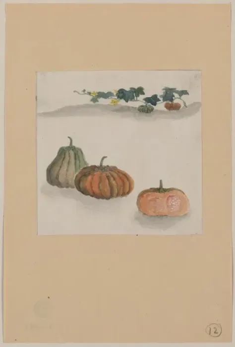 Framed Print : Kabocha squash with plant growing in the background Framed Print : Kabocha squash with plant growing in the background