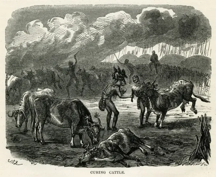 Framed Print : Kaffir Curing Cattle Framed Print : Kaffir Curing Cattle