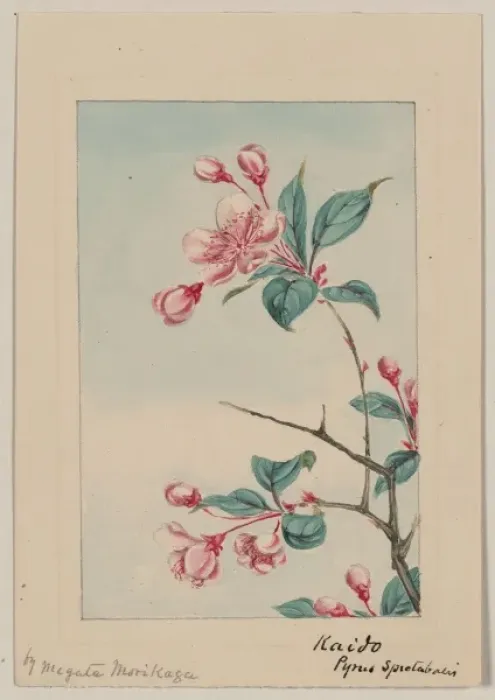 Framed Print : Kaido pyrus spectabalis i. e. spectabilis Framed Print : Kaido pyrus spectabalis i. e. spectabilis