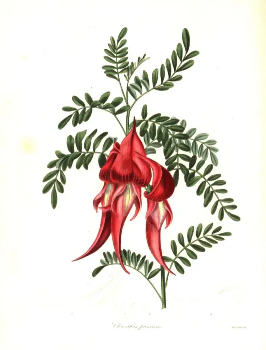 Framed Print : Kaka beak, Clianthus puniceus Framed Print : Kaka beak, Clianthus puniceus