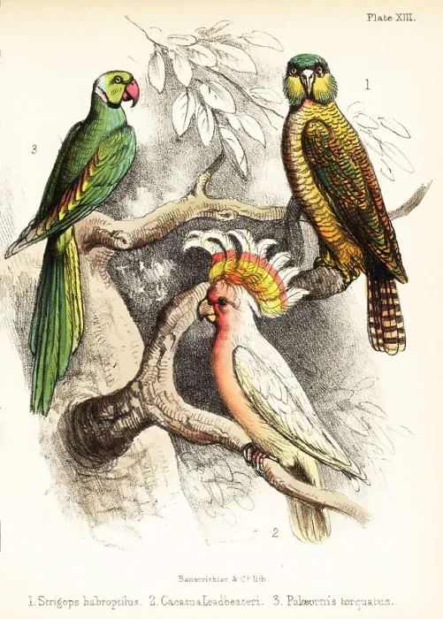 Framed Print : Kakapo, Major Mitchell's cockatoo and Alexandrine parakeet Framed Print : Kakapo, Major Mitchell's cockatoo and Alexandrine parakeet