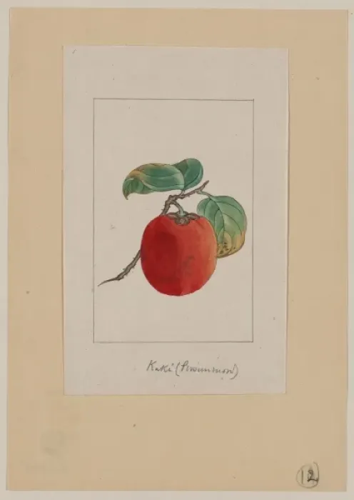Framed Print : Kaki (persimmon) Framed Print : Kaki (persimmon)