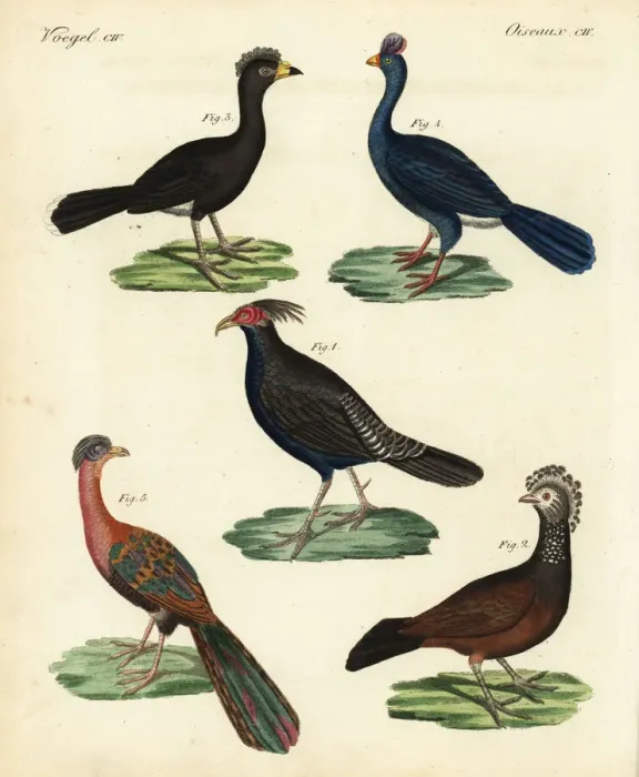 Framed Print : Kalij pheasant, curassow, and guan Framed Print : Kalij pheasant, curassow, and guan