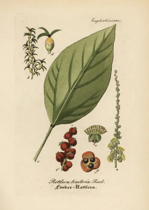 Framed Print : Kamala tree, Mallotus philippensis Framed Print : Kamala tree, Mallotus philippensis