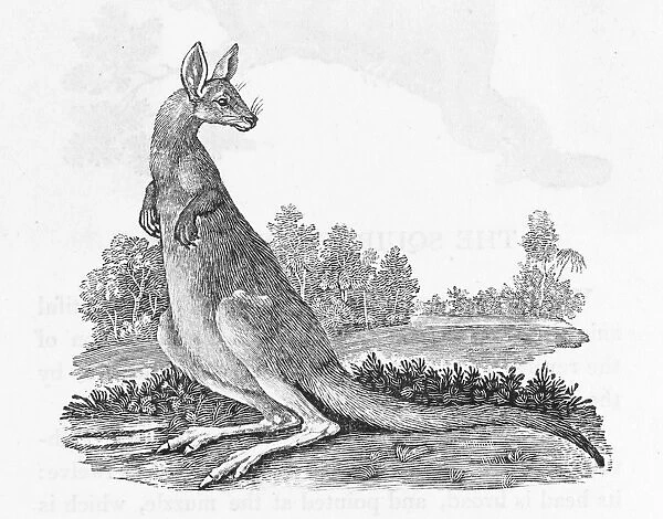 Kangaroo (Bewick). This native of New Holland was a relatively new discovery