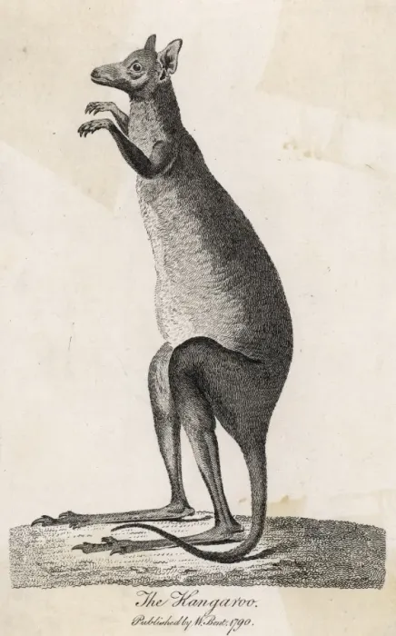 Framed Print : Kangaroo / Cook 1790 Framed Print : Kangaroo / Cook 1790