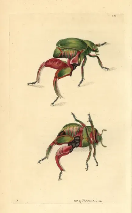 Framed Print : Kangaroo or frog beetle, Sagra papuana Framed Print : Kangaroo or frog beetle, Sagra papuana
