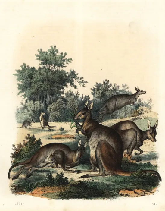Framed Print : Kangaroo, Macropus giganteus Framed Print : Kangaroo, Macropus giganteus