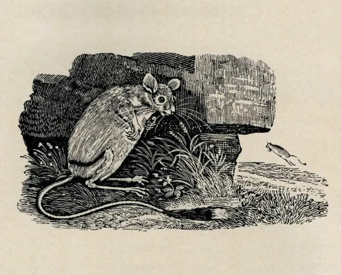 Framed Print : Kangaroo rat Framed Print : Kangaroo rat