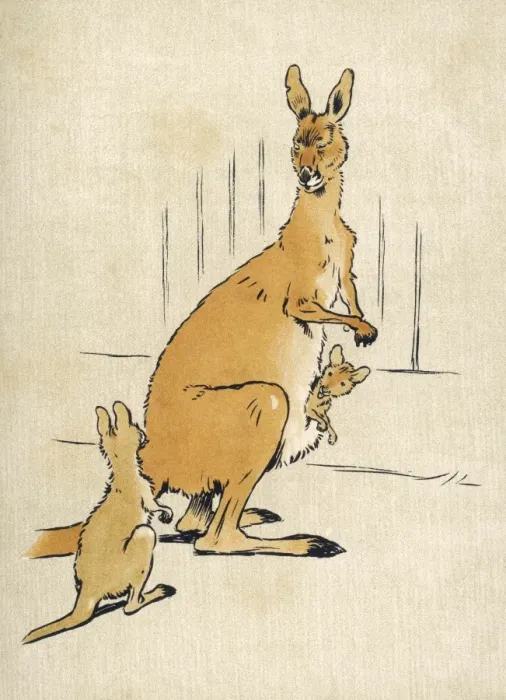 Framed Print : Kangaroos Aldin 1907 Framed Print : Kangaroos Aldin 1907