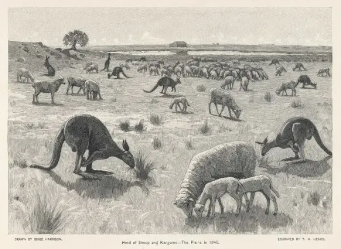Framed Print : Kangaroos & Sheep 1840 Framed Print : Kangaroos & Sheep 1840