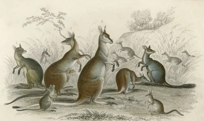 Framed Print : Kangaroos Various 19C Framed Print : Kangaroos Various 19C