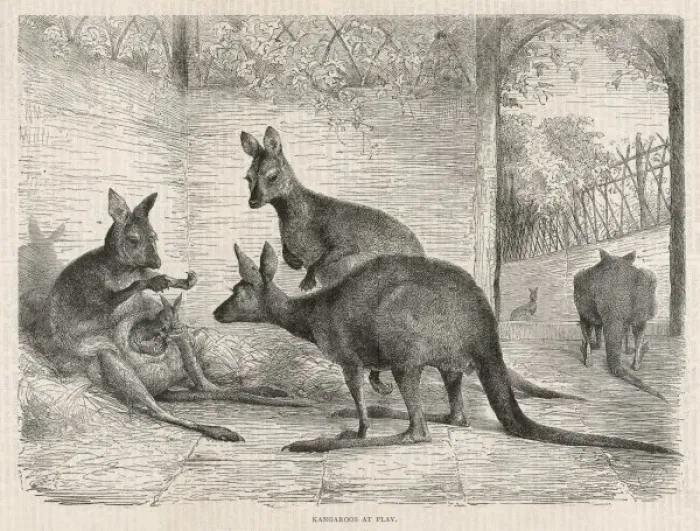 Framed Print : Kangaroos in Zoo 1879 Framed Print : Kangaroos in Zoo 1879