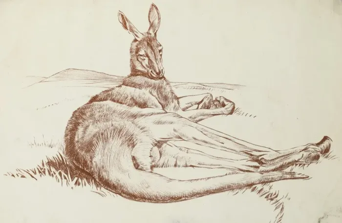 Framed Print : Kangeroo. A kangeroo lying down Framed Print : Kangeroo. A kangeroo lying down
