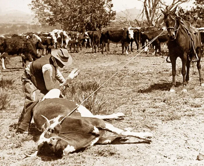 Framed Print : Kansas USA Cowboy using lasso possibly 1920s Framed Print : Kansas USA Cowboy using lasso possibly 1920s