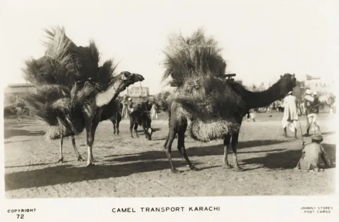 Framed Print : Karachi - Camel Train Framed Print : Karachi - Camel Train