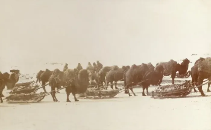 Framed Print : Karaganda, Kazakhstan - Camels pulling sleds of ore Framed Print : Karaganda, Kazakhstan - Camels pulling sleds of ore