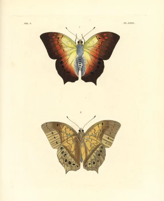 Framed Print : Karkloof emperor or pearl emperor butterfly Framed Print : Karkloof emperor or pearl emperor butterfly