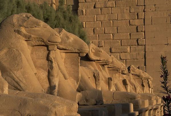Karnak Temple. Avenue of sphinxes with rams head (symbol of