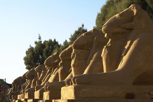 Karnak Temple. Avenue of sphinxes with rams head (symbol of