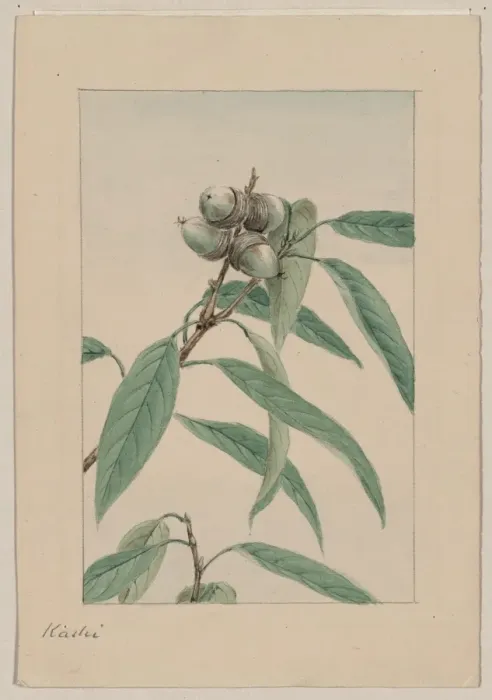 Framed Print : Kashi. Drawing shows a branch of a kashi, or evergreen oak tree, with leaves and acorns Framed Print : Kashi. Drawing shows a branch of a kashi, or evergreen oak tree, with leaves and acorns