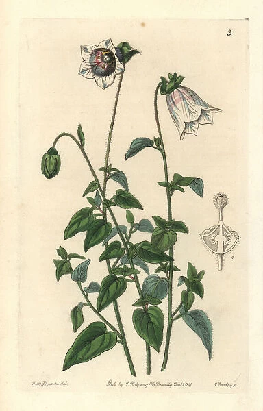 Kashmir bellflower, Codonopsis ovata