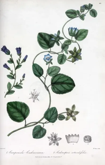 Framed Print : Kashmir campanula and Codonopsis rotundiflora Framed Print : Kashmir campanula and Codonopsis rotundiflora